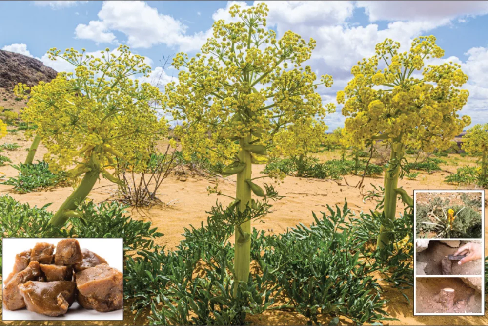 Hing Farming In India