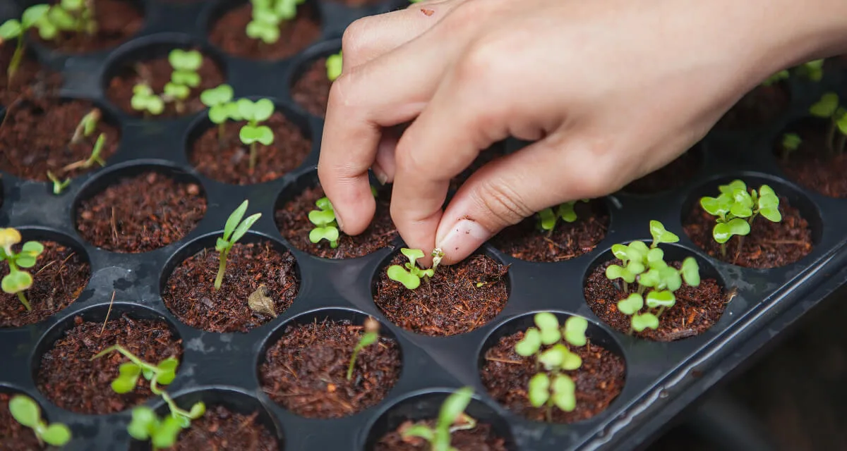 A hand tending seedlings in a propagation tray